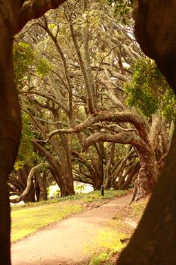 Alex Tasso Borges; tree eyes; In this image I wanted to show the vision of a tree looking at the other. (Albert Park)